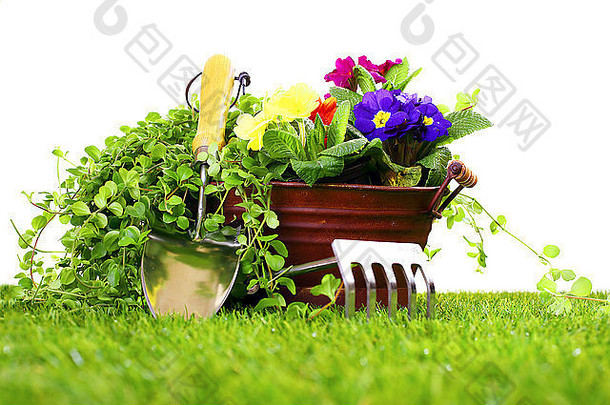 园艺工具cultivator泥刀金属花花瓶三色紫罗兰绿色草坪上白色背景