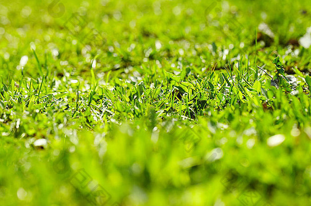 图像新鲜的绿色草在户外