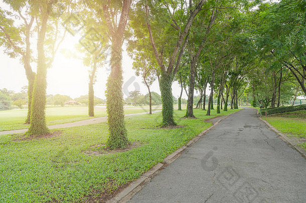 通路美丽的树跟踪运行走骑自行车公园绿色草场一边高尔夫球