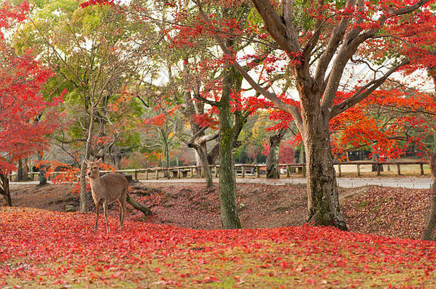 秋天枫木红色的野生鹿漫游免费的奈良公园奈良日本