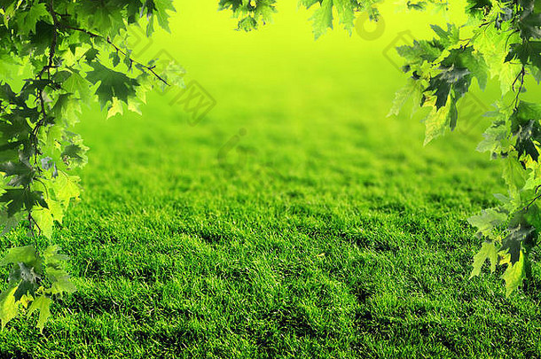 绿色草坪上森林春天