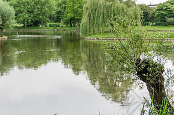 大花园公园荷兰绿色树小池塘