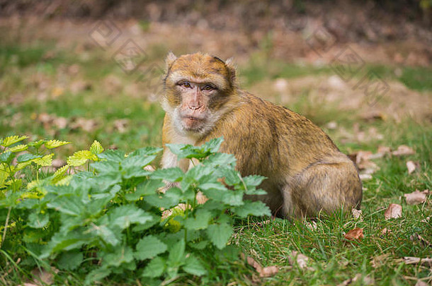 猴子坐着绿色草地