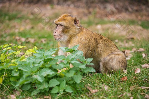 猴子坐着绿色草地