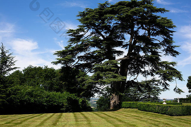 古老的树完美无暇的修剪整齐的花园英语国家<strong>房地产</strong>