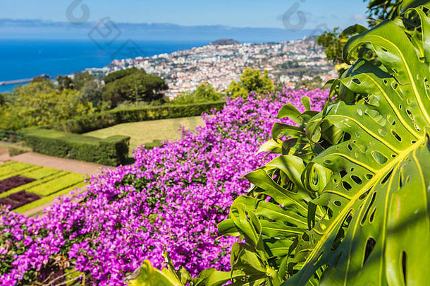 著名的热带植物花园丰沙尔小镇木头岛葡萄牙