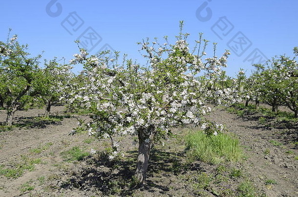 盛开的苹果果园成人树布鲁姆苹果果园水果花园