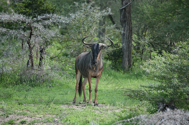 羚羊的一种野生羚羊角马非洲博茨瓦纳萨凡纳