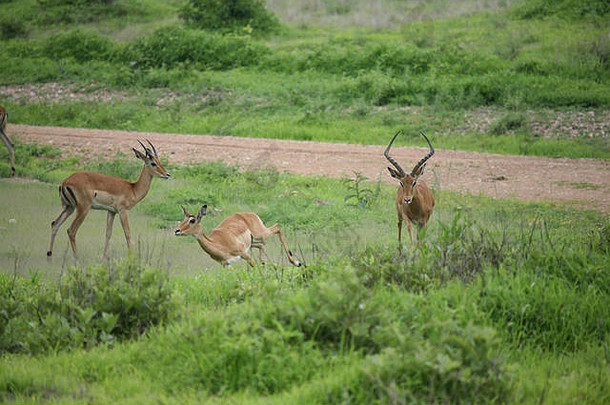 野生羚羊哺乳动物非洲博茨瓦纳萨凡纳