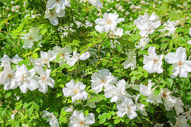 开花布什玫瑰盛开的白色花味蕾玫瑰开花布什花园