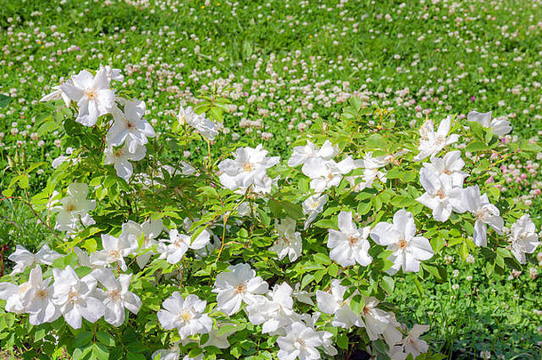 开花布什玫瑰盛开的白色花味蕾玫瑰开花布什花园
