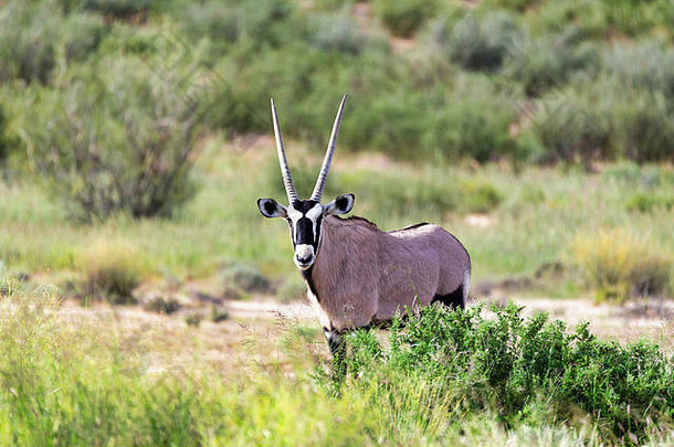 宝石羚羊大羚羊gazella喀拉哈里沙漠