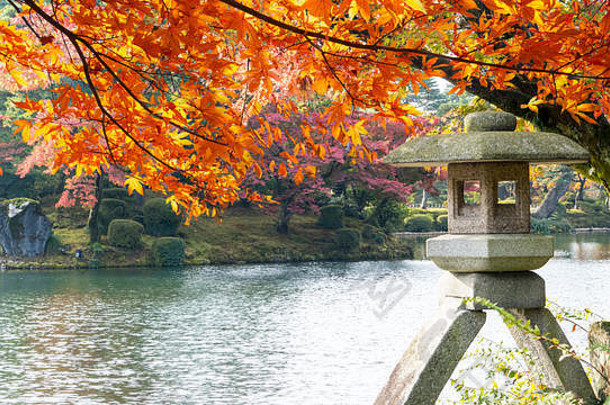 美丽的conlorful枫木叶充满活力的树日本旅行秋天季节日本