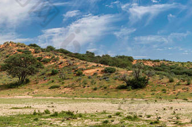 喀拉哈里沙漠绿色景观南非洲