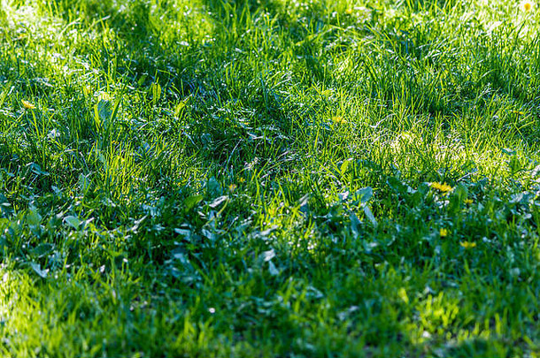 阳光明媚的春天一天树影子新鲜的绿色草<strong>背景</strong>网站公园自然季节