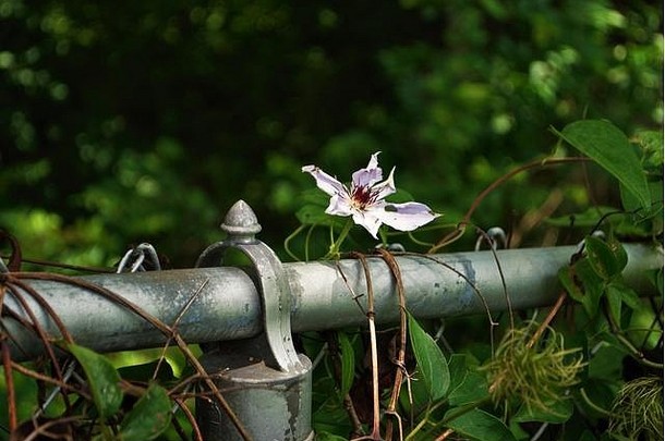 紫色的铁线莲吉普赛女王花日益增长的链链接栅栏