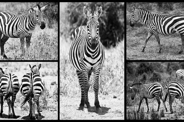 野生动物集合图片斑马非洲黑色的白色黑色的框架