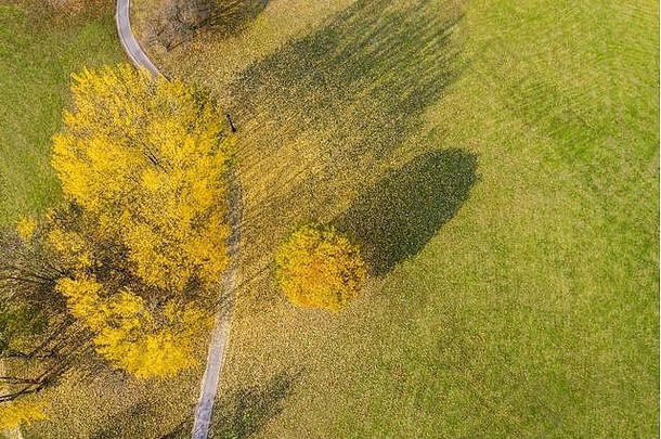 秋天公园黄色的树长阴影下降叶子绿色草草坪上无人机摄影