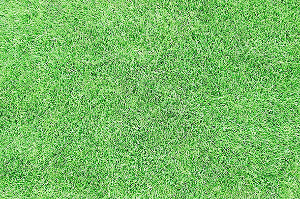 绿色草地场草