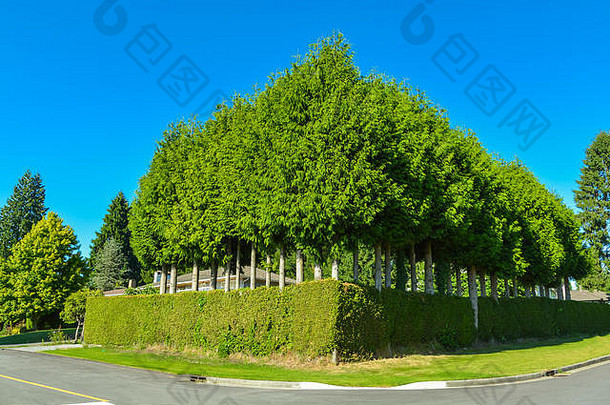 高绿色对冲树接壤房子前面院子里