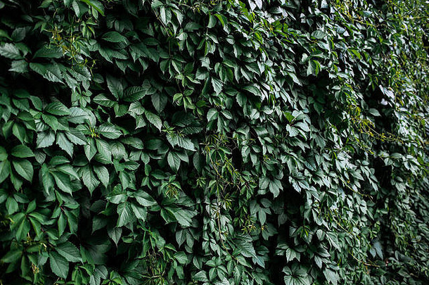 自然绿色叶墙生态友好的背景