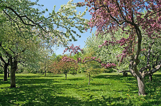 春天花园美丽的盛开的树绿色草坪上