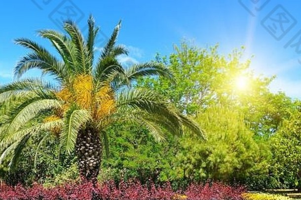 夏天公园热带棕榈树花床太阳宽照片