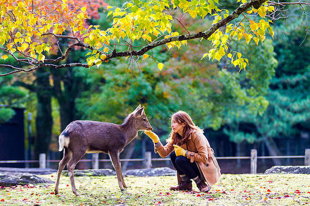 秋天季节美丽的枫木颜色奈良公园日本