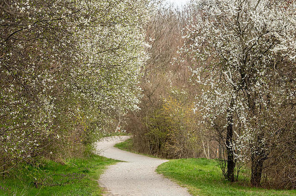 路径公园春天白色花朵树灌木