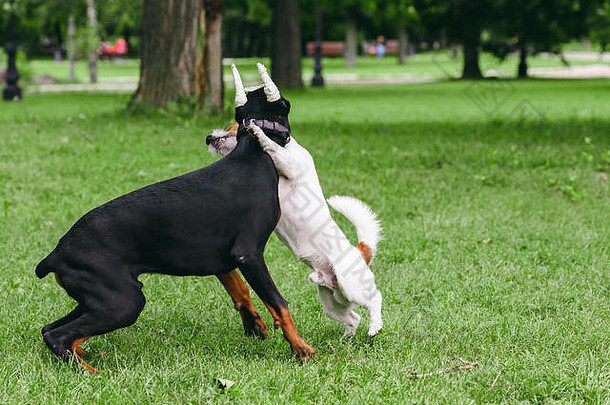 杜宾犬品缠着绷带耳朵玩小狗公园