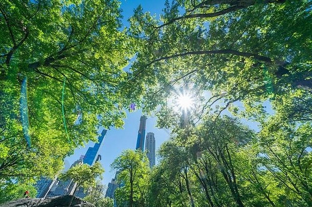 曼哈顿摩天大<strong>楼</strong>站新鲜的绿色树中央公园