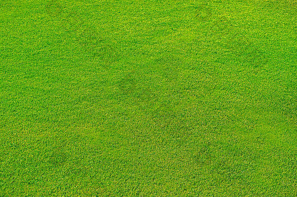绿色草坪上背景绿色草背景纹理前视图