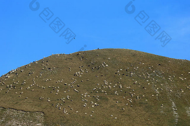 国家公园Abruzzo拉齐奥莫利塞高高度放牧羊山羊