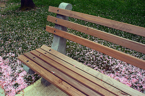 樱桃花朵地面公园板凳上