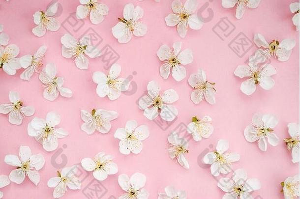 春天布局框架白色花粉红色的背景卡生活风格好构建时尚照片平躺纹理