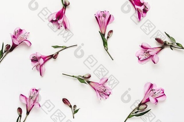 花模式精致的紫色的花混乱的味蕾分散白色背景
