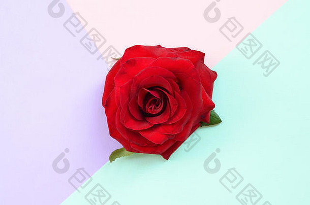 黑暗红色的玫瑰花柔和的蓝色的粉红色的淡紫色背景前视图平躺风格极简主义