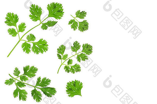 香菜香菜叶子孤立的白色背景复制空间文本前视图平躺模式