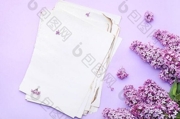 美丽的淡紫色花空白纸表颜色背景