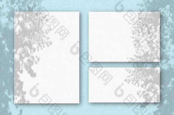水平垂直表白色变形纸背景蓝色的墙自然光数据类型转换阴影异国情调的植物