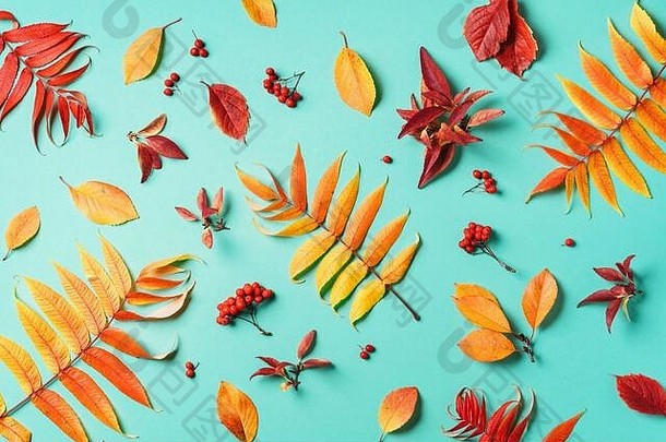 有创意的布局色彩斑斓的秋天叶子蓝色的背景前视图平躺秋天概念季节模式