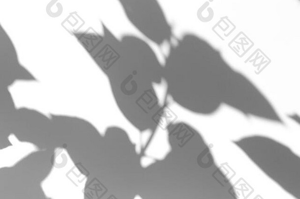影子覆盖效果照片阴影树叶子热带分支机构白色墙阳光