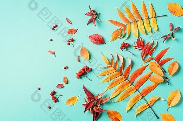 有创意的布局色彩斑斓的秋天叶子蓝色的背景前视图平躺秋天概念季节模式