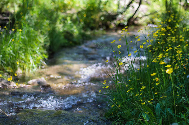 河包围黄色的野生花