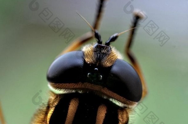 食蚜蝇宏照片细节复合<strong>眼睛</strong>