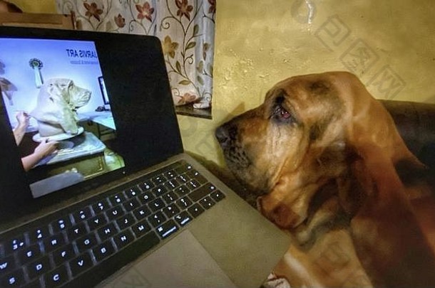 侦探犬看电脑屏幕