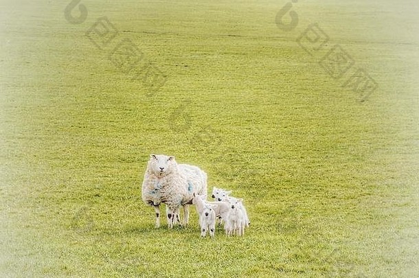 羊羊羔捕获约克郡山谷英格兰