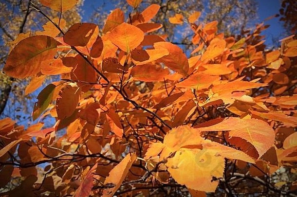 特写镜头明亮的橙色叶子<strong>树</strong>分支中央公园秋天一天纽约城市美国