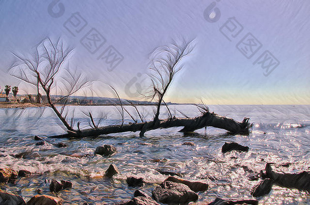 视图海洋奇维塔韦基亚拉齐奥意大利石头树树干前景