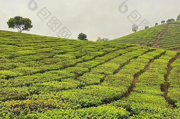 景观茶种植园行